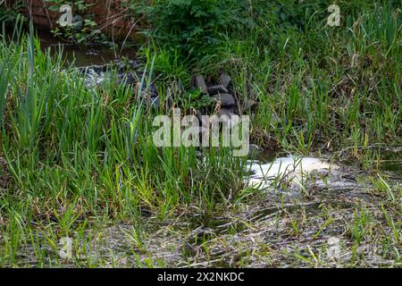 Débordement de l'eau d'un canal voisin se déversant dans un étang réservoir via un ravin avec de l'eau moussant et bouillonnant lorsqu'il pénètre dans la piscine. Banque D'Images