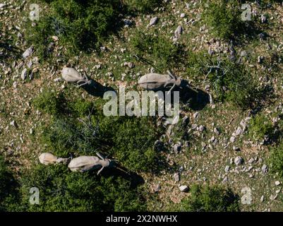 Vue aérienne des éléphants errant dans le paysage rocheux du Masai Mara Banque D'Images