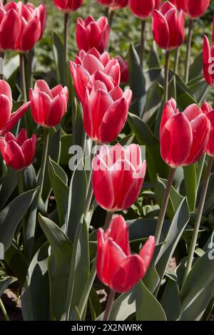 Tulip Candy Apple Delight, fleurs rouges et blanches au soleil printanier Banque D'Images