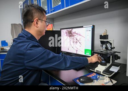 (240423) -- TIANJIN, 23 avril 2024 (Xinhua) -- Gao Xuemiao mesure la valeur des fibres de papier au laboratoire de la bibliothèque de Tianjin dans la municipalité de Tianjin, au nord de la Chine, le 18 avril 2024. La bibliothèque de Tianjin abrite une collection de 590 000 livres anciens et a mené des travaux de restauration de livres anciens pendant plus de 70 ans. Gao Xuemiao, 38 ans, dirige l’équipe de restauration de la bibliothèque. Il est le premier expert en restauration ayant une formation en chimie depuis la création du département en 1978. De nos jours, la restauration de livres anciens est de plus en plus considérée comme un processus interdisciplinaire. L'inco Banque D'Images