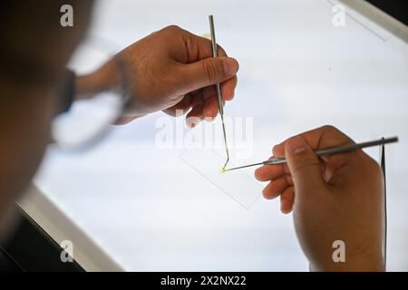 (240423) -- TIANJIN, 23 avril 2024 (Xinhua) -- Gao Xuemiao mesure la valeur des fibres de papier au laboratoire de la bibliothèque de Tianjin dans la municipalité de Tianjin, au nord de la Chine, le 18 avril 2024. La bibliothèque de Tianjin abrite une collection de 590 000 livres anciens et a mené des travaux de restauration de livres anciens pendant plus de 70 ans. Gao Xuemiao, 38 ans, dirige l’équipe de restauration de la bibliothèque. Il est le premier expert en restauration ayant une formation en chimie depuis la création du département en 1978. De nos jours, la restauration de livres anciens est de plus en plus considérée comme un processus interdisciplinaire. L'inco Banque D'Images