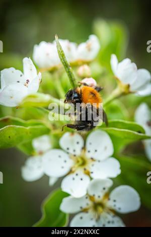 Bourdon sur la fleur de poire Banque D'Images