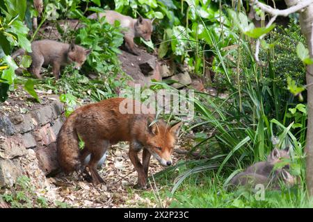 Météo britannique, Londres, 23 avril 2024 : après un matin pluvieux, un éclat de soleil a donné à cinq petits renards une chance d'explorer en dehors de leur repaire, mais avec leur mère à proximité en tout temps. La famille Fox vit dans un jardin à Clapham. Crédit : Anna Watson/Alamy Live News Banque D'Images