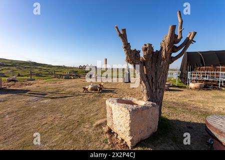 Vieil arbre et la Grande Mosquée construits en 744 après JC dans la ville supérieure de Harran, Sanliurfa, Turquie Banque D'Images