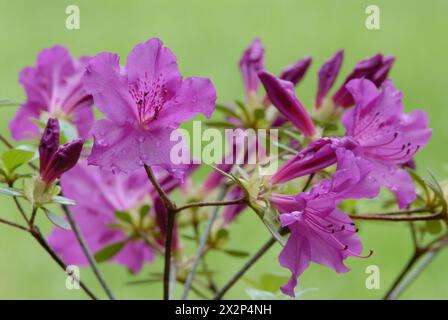 Azalea japonica, Amoena, Rhododendron obtusum fleurs violettes, gros plan. Plante avec pleine floraison. Après la pluie. Arrière-plan vert isolé. Trencin, Slovaquie Banque D'Images