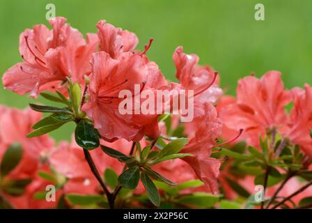 Azalea japonica, Rhododendron japonicum après pluie, fleurs rouges, gros plan. Printemps pleine floraison avec des feuilles. Jardin d'Oranamental, Trencin Slovaquie Banque D'Images