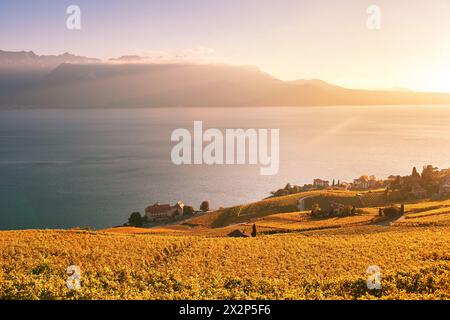 Paysage doré des vignobles Lavaux en automne, Suisse Banque D'Images