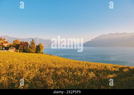 Paysage doré des vignobles Lavaux en automne, Suisse Banque D'Images