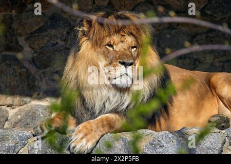 Image d'un lion adulte allongé sur des pierres sous un arbre Banque D'Images