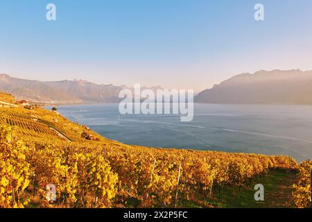 Paysage doré des vignobles Lavaux en automne, Suisse Banque D'Images