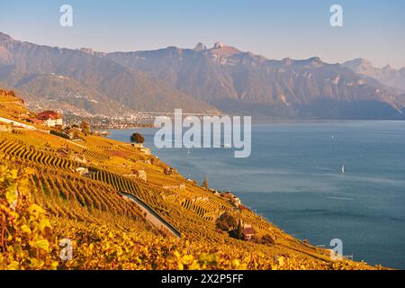 Paysage doré des vignobles Lavaux en automne, Suisse Banque D'Images