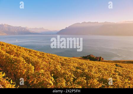 Paysage doré des vignobles Lavaux en automne, Suisse Banque D'Images