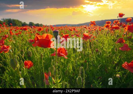 champ de coquelicots au coucher du soleil. beau paysage de campagne de transcarpathie ukraine dans la lumière du soir Banque D'Images