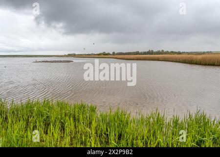 Le marais d'eau douce de la réserve d'oiseaux RSPB Titchwell, Norfolk. Banque D'Images