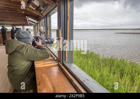 Femme photographiant des oiseaux de l'île Masquer surplombant le marais d'eau douce au marais de Pitchwell de RSPB, sur la côte nord de Norfolk. Banque D'Images