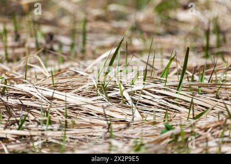 L'herbe verte fraîche pousse à travers le foin sec couché sur le sol Banque D'Images