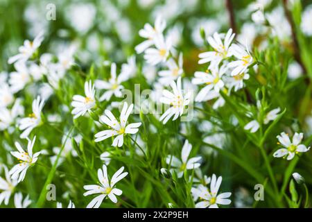 Fleurs blanches gros plan photo avec flou sélectif. Plus grande piqûre ou Stellaria holostea Banque D'Images