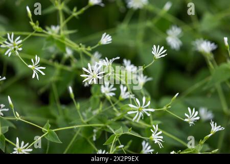 Les fleurs blanches poussent dans une forêt printanière. Gros plan de la plus grande piqûre ou Stellaria holostea, flou sélectif Banque D'Images