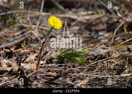 Photo macro fleur jaune avec mise au point sélective douce. Tussilago farfara communément appelé Coltsfoot Banque D'Images