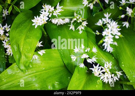 fleur d'ail d'ours sauvage. super nourriture saine. herbe avec des feuilles vertes dans la rosée du matin Banque D'Images