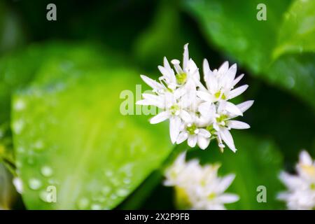 fleur d'ail d'ours sauvage. super nourriture saine. gros plan d'herbe avec des feuilles vertes dans la rosée du matin Banque D'Images