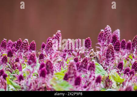 Les fleurs violettes sauvages sont sur fond flou. Petasites hybridus, également connu sous le nom de butterbur, est une plante herbacée à fleurs vivaces dans la fam Banque D'Images