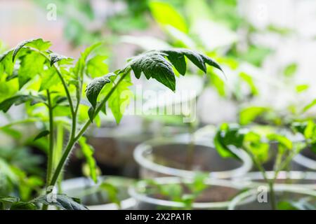 Plants de tomates vertes poussant dans des gobelets en plastique, macro photo avec flou sélectif Banque D'Images