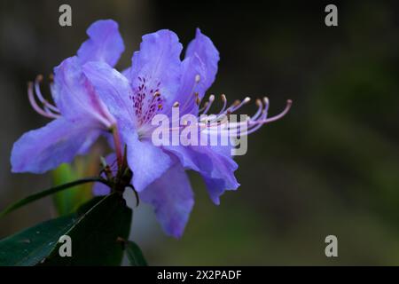 Diamant bleu Rhododendron nain Banque D'Images