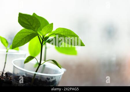 Les semis de capsicum vert poussent dans des gobelets en plastique sur un rebord de fenêtre, photo rapprochée. Agriculture en intérieur Banque D'Images