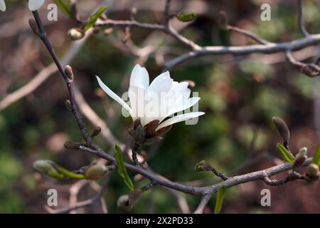 Fleur de Magnolia stellata. Fleur blanche étoile magnolia fleur sur le magnolia. Fleur blanche unique de magnolia, arbre à fleurs dans le jardin, gros plan. Banque D'Images