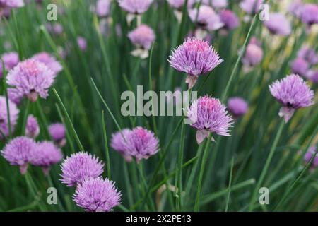 Ciboulette fleurie dans le jardin. Gros plan de jolies fleurs de ciboulette violettes. Têtes de fleurs de l'Allium schoenoprasum. Banque D'Images