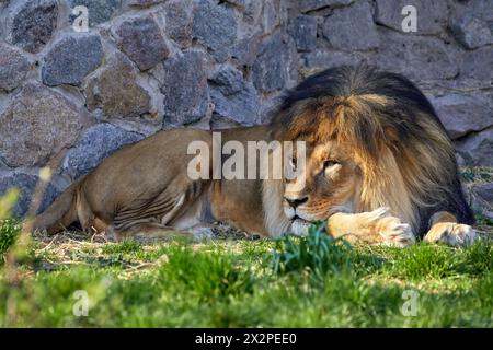 Image d'un lion adulte allongé sur l'herbe dans un zoo Banque D'Images