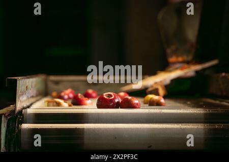 Fabrication de cidre bio en Normandie. Pommes à cidre prêtes à être pressées. Banque D'Images