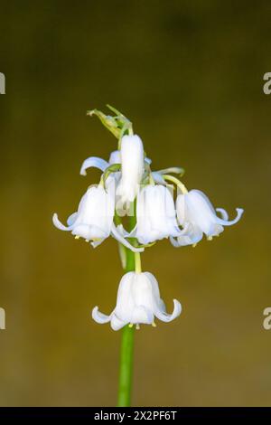 Un groupe de fleurs blanches Bluebell poussant dans un jardin dans le West Yorkshire Banque D'Images