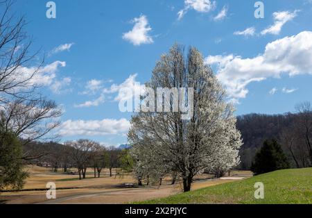 Bel arbre de poire en fleurs sur une belle journée de printemps surtout ensoleillée avec un ciel bleu et des nuages blancs tortueux. Banque D'Images