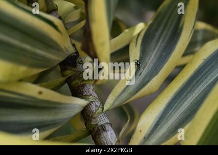 Vue en angle élevé d'une araignée sauteuse Phintella baguée (Phintella vittata) se trouve sur le bord d'une feuille panachée d'un chant d'arbre de l'Inde (Dracaena refle Banque D'Images