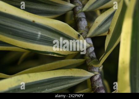 Une araignée sauteuse Phintella (Phintella vittata) bardée marche sur le bord d'une feuille panachée d'un chant d'arbre de l'Inde (Dracaena reflexa). Banque D'Images