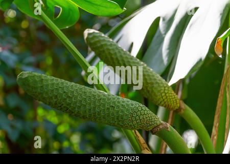 Fruits de Monstera deliciosa, gros plan. La fromagerie suisse, philodendron à feuilles fendues. Banque D'Images