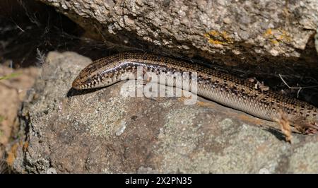 Gongilo sarde, petit saurto de la famille des skink Banque D'Images