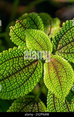 Belles feuilles vertes de Pilea involucrata, gros plan. Fond végétal naturel. plante d'amitié. Banque D'Images