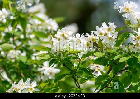 Belles fleurs blanches d'Amelanchier utahensis. Floraison printanière. Le Serviceberry de l'Utah. Fond floral. Banque D'Images