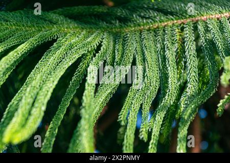 Branche verte d'un conifère. Araucaria columnaris. Le récif corallien araucaria, PIN Cook, PIN de Nouvelle-Calédonie, Cook araucaria, colonnaire araucaria. Banque D'Images