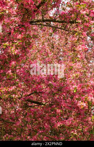 Belles fleurs roses de Malus floribunda. Crabère à fleurs japonaises, crabe japonais, mauve de chokeberry, crabère voyante. Floraison printanière. Dos floral Banque D'Images