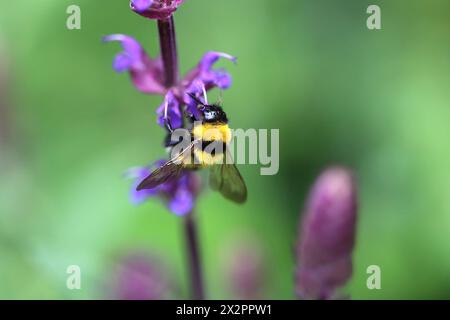 Un Bumblebee recueille le nectar d'une fleur Banque D'Images