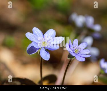 Incroyable pousse de fleur d'hepatica ronde-lobée macro. Faible profondeur de champ. Macro fleur de printemps. Banque D'Images