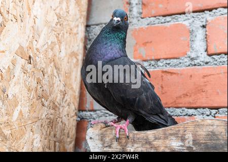 Pigeon drôle qui semble parler Banque D'Images