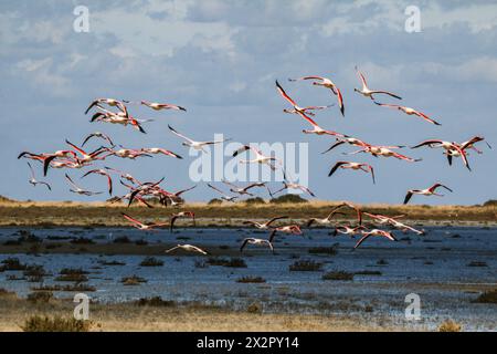 Flamants roses en vol, région Camargue, delta du Rhône, sud de la France Banque D'Images