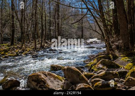 Beau ruisseau de montagne dans une forêt de montagne un jour de printemps ensoleillé, avec des rochers et des arbres sur la rive de l'eau qui coule rapidement de la rivière. Banque D'Images