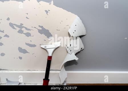 Enlever la peinture silicone d'un mur endommagé par des griffes de chien à l'aide d'un grattoir à peinture et adhésifs. Banque D'Images