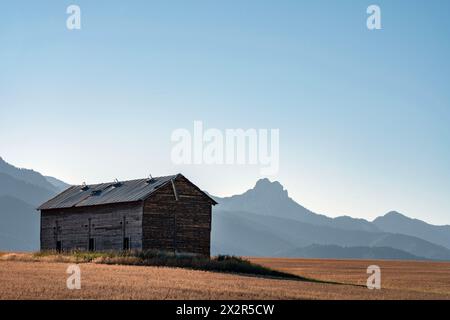 Une vieille grange dans un champ de blé près des montagnes dans le Montana, à la fin de l'été. Banque D'Images